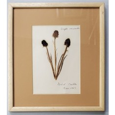 Sangele voinicului - Plansa de ierbar, 1963