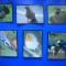 HOPCT LOT NR 44 / 6 CARTONASE - PASARI / FAUNA- ITALIA