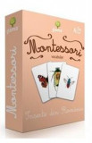 Montessori. Vocabular: Insecte din Romania