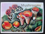 Colita Grenada Carriacou &amp; Petite Martinique 2000 &ndash; Mushrooms, Scaly Vase Chanterelle, 6$ MNH -A63