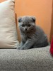 British shorthair de 2 luni, #1 All Systems