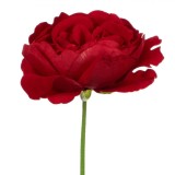 Floare Artificială, Model Trandafir English Rose, Culoare Roșu, &Icirc;nălțime 32 cm, Oem
