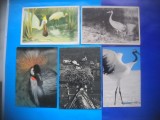 HOPCT LOT NR 390 PASARI DE APA DELTA -FAUNA-5 CARTI POSTALE-NECIRCULATE, Circulata, Printata