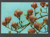 CPIB 20185 CARTE POSTALA - FELICITARE - FLORI DE MAGNOLIE