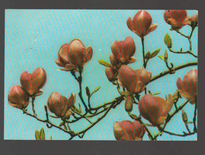 CPIB 20185 CARTE POSTALA - FELICITARE - FLORI DE MAGNOLIE