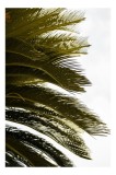 Tablou Canvas, "Frunze de palmier &icirc;n v&acirc;nt liniștit", Frunze, Palmier, Verde, Contrast, Textură, Cer, Lumină, Delicat., 26 x 39 cm, CMCLASS