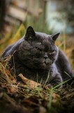 Tablou Canvas, "Pisica contemplativă &icirc;n natura de toamnă", Nu știu cine este &icirc;n imagine, dar pot spune că este un pisoi gri, cu o expresie calmă și fi