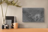 Tablou Canvas, "Puiul de bufniță &icirc;n ceață misterioasă", Pui, Bufniță, Plante, Blană, Peisaj, Culoare, Frunze, Vegetație, Privire, Curiozitate, 39 x 26