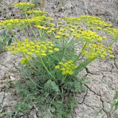 Bupleurum falcatum , medicinala si culinara , 10 seminte in pachet