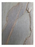 Tablou Canvas, "Bucăți de scoarță pe copac alb", Piele, Textură, Natural, Model, Organic, Suprafață, Arbor., 26 x 39 cm, CMCLASS