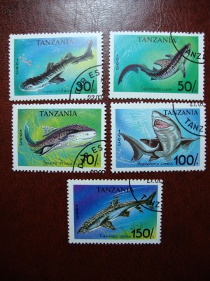 TANZANIA SERIE RECHINI foto