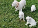 Bichon frise de vanzare!