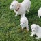 Bichon frise de vanzare!
