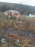 Porci de vanzare, ADVENTURE MENU
