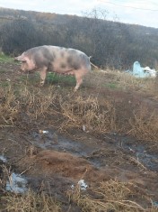 Porci de vanzare foto