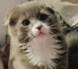 Puiuti Scottish fold longhair irezistibili