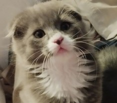 Puiuti Scottish fold longhair irezistibili