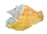 Cochilie Melc de Mare Aliger Gigas (Strombus Gigas) - Conchiul Regina, 17x23 cm, Colectie Fosile si Minerale