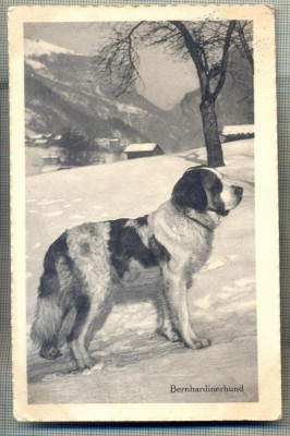 AD 147 C. P. VECHE - BERNHARDINERHUND -DIN ELVETIA-CIRCULATA IN FRANTA foto