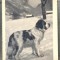 AD 147 C. P. VECHE - BERNHARDINERHUND -DIN ELVETIA-CIRCULATA IN FRANTA