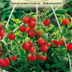 TOMATE BALKONZAUBER, 0.5g