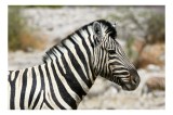 Tablou Canvas, "Zebra &icirc;n peisaj african sălbatic", Nu pot identifica cine este &icirc;n imagine., 39 x 26 cm, CMCLASS