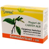 Gemoderivat muguri carpen alb 1,5ml*30mdz, Hofigal