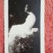 Carte postala, reproducere dupa tabloul Nud/Grigorescu, 1937