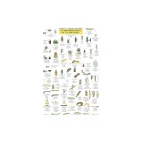 Mac's Field Guide to Southeast Garden Bugs