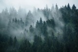 Fototapet Misty Forest