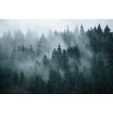 Fototapet Misty Forest