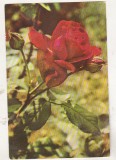 bnk cp Trandafir - Vedere - circulata