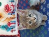 Adoptie pisica de 2 luni