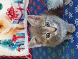 Adoptie pisica de 2 luni