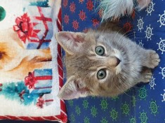 Adoptie pisica de 2 luni