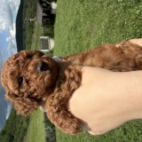 Caniche - Pudel Toy