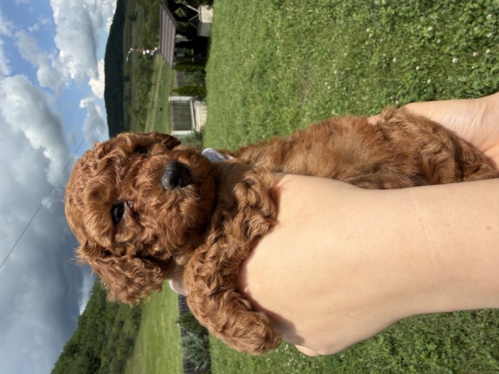 Caniche - Pudel Toy