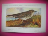 HOPCT 6303 ANTHUS SPINOLETTA -PASARI DE APA -FAUNA EUROPA-CP CHROMO LITHO -MUZEUL REGAL STIINTE NATURALE BELGIA-NECIRCULATA, Printata