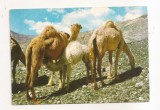 FA128 -Carte Postala - ISRAEL - Jerusalem. Camels in the desert, necirculata