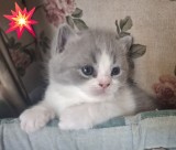 V&acirc;nd puii british shorthair, Royal Canin