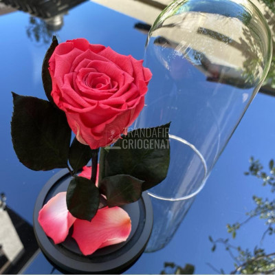 Trandafir Criogenat somon inchis &amp;Oslash;6,5cm in cupola 10x20cm foto
