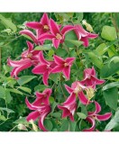 Planta Clematis Princess Diana GTX C2 E, ghiveci 2l