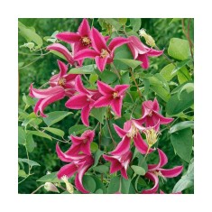 Planta Clematis Princess Diana GTX C2 E, ghiveci 2l