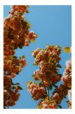 Tablou Canvas, "Florile primăverii sub cer senin", Flori, Cer, Albastru, Ramuri, Frunze, Primăvară, Natură, Roz, Verde, Lumină, Delicat, &Icirc;nfloresc., 2