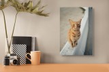 Tablou Canvas Pisică Portocalie pe Margine de Drum Decorativ, 26 x 39 cm, CMCLASS