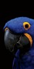 Husa Personalizata HUAWEI P Smart (2020) Polly