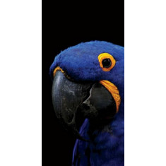 Husa Personalizata HUAWEI Y6 2019 \ Y6 Pro 2019 Polly