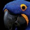 Husa Personalizata HUAWEI P Smart (2020) Polly