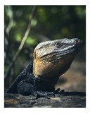 Tablou Canvas, "V&acirc;nătoarea Undelor Soarelui de Vară", Șop&acirc;rlă, Soare, Solitar, Natură, Umbră, Textură, Piele, Contemplativ, Reptilă, Ambient, Vegetați