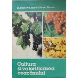 CULTURA SI VALORIFICAREA COACAZULUI-GH. MIHALCA, M. BOTEZ, R. VIERU, I. FLORESCU-236888